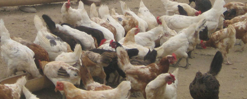 冬季养鸡温度控制 养鸡场温度控制
