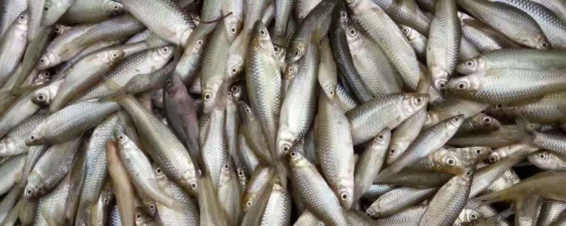 麦穗鱼高密度养殖 麦穗鱼人工养殖