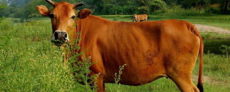 牛头能出多少斤肉，牛头有淋巴结吗 牛头肉可以吃吗牛头肉上有淋巴吗