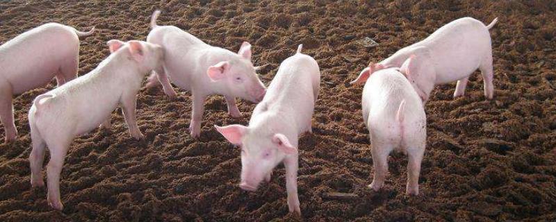 养猪属于畜牧业吗，附养猪注意事项 养猪业属于畜牧业吗