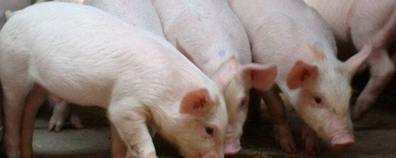 猪爱吃什么食物，猪吃土是什么原因 猪爱吃什么食物,猪吃土是什么原因