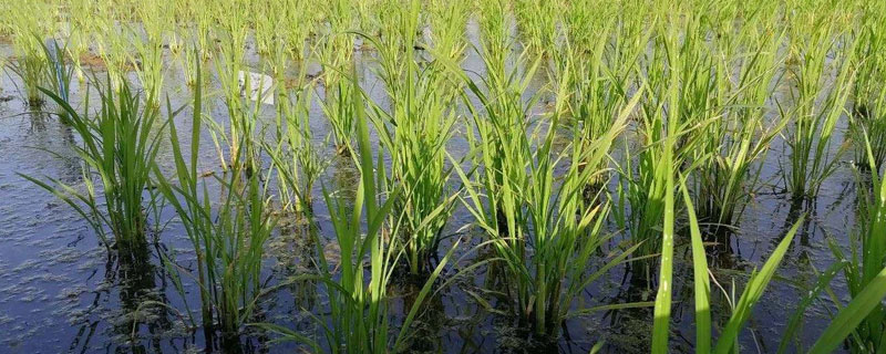 海水稻种植的条件，需在盐碱地种植 海水稻可以在盐碱地生长吗?