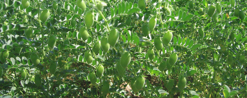 鹰嘴豆种植时间和方法 鹰嘴豆生长气候,怎样种植?