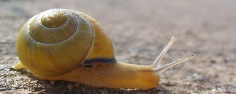 蜗牛的种类，蜗牛是软体动物吗（蜗牛是软体动物么）