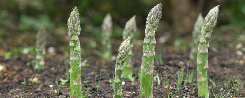 芦笋采收的时间及方法（芦笋收获时间）