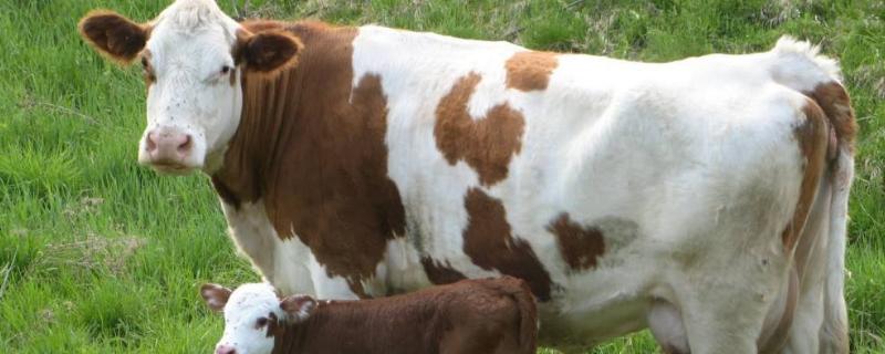 一个50斤的牛头大约几斤肉，牛养多久可以出栏