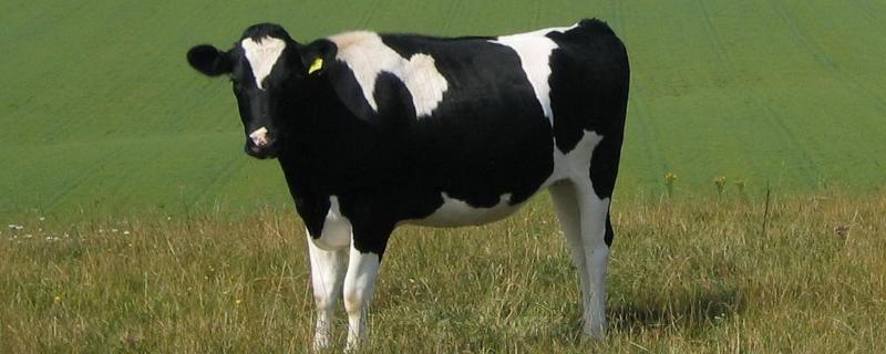 奶牛的种类，奶牛是公牛还是母牛 奶牛是公的还是母的
