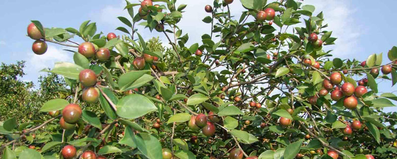 油茶种植密度是多少？种植管理技术