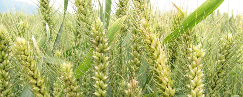 小麦除草温度低能进行吗 小麦除草温度低能进行吗?多少度以上效果好呢?