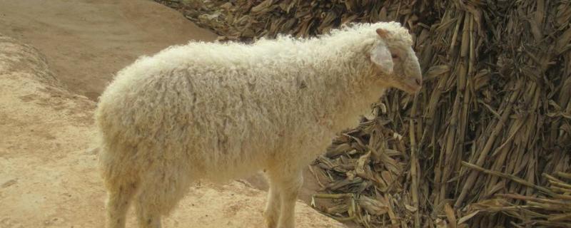养什么品种羊好，什么品种的羊繁殖能力强