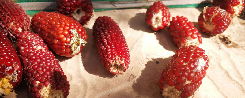 草莓玉米种植方法 草莓玉米种植方法步骤