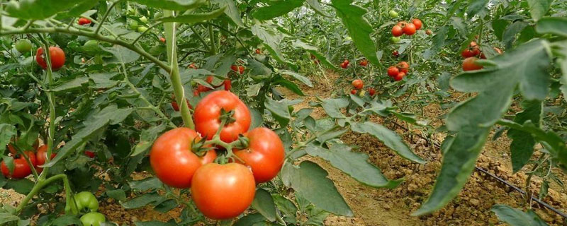 番茄的种植方法和时间 番茄的种植方法与时间