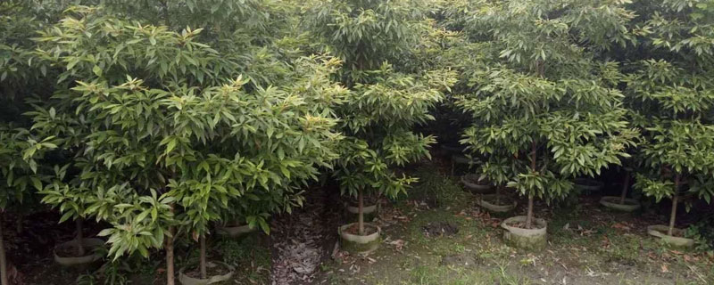 树苗种植方法 金花茶树苗种植方法