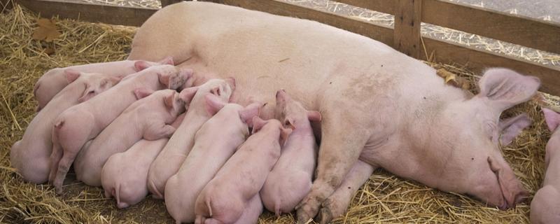 配种操作流程，配种后多久产猪仔 配种后多少天能确定怀孕母猪