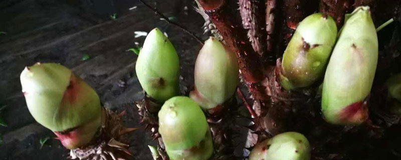 刺龙苞怎么种植（刺龙苞怎么种植技术）