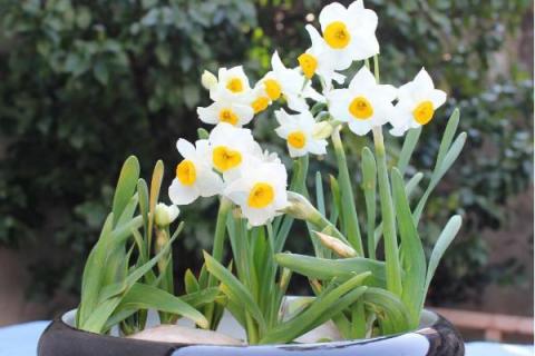 水仙花的种植步骤，5个步骤轻松学会种水仙花