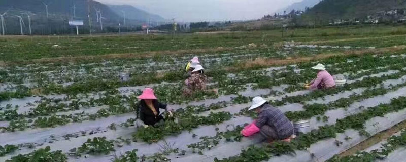 露天草莓几月份种植（露天草莓几月份种植几月份结果）