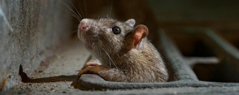 怎样灭鼠最快最有效，老鼠的繁殖能力强吗