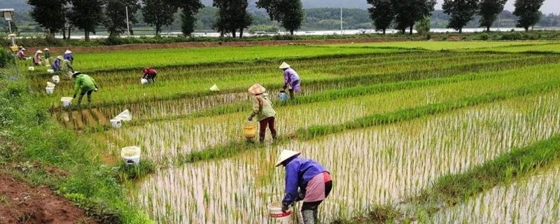水稻种植时间，早中晚稻有区别 水稻的早中晚熟是怎样划分的