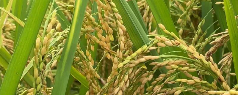 水稻的播种和生长季节，水稻一年最多几季