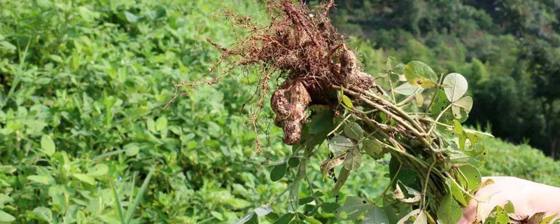 花生种植时间和生长期 河南花生种植时间和生长期