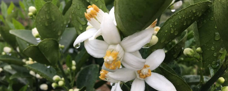 柑橘保花保果的措施有哪些（柑橘保花保果的主要措施有哪些）