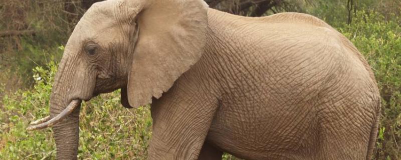 大象的繁殖，大象的寿命有多长（大象的繁殖,大象的寿命有多长呢）