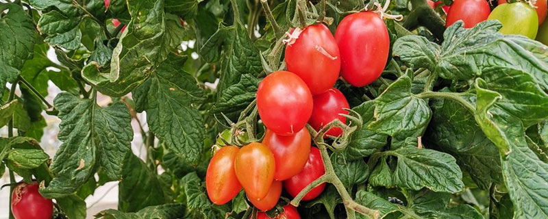 蕃茄的种植时间和方法 蕃茄栽种时间