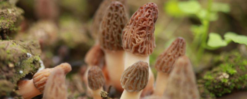 羊肚菌室内种植技术 羊肚菌种植技术羊肚菌种植方法