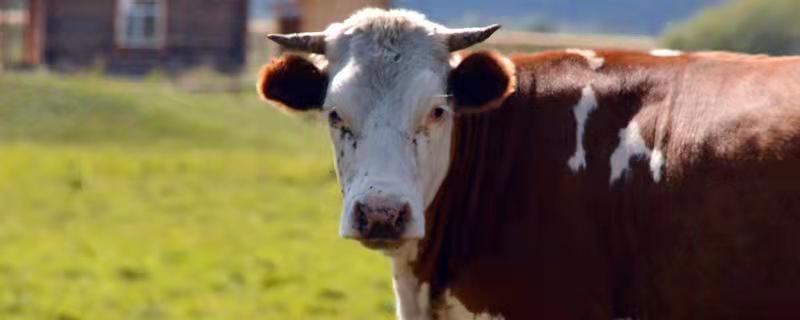 肉牛营养需要，肉牛是公牛还是母牛（肉牛一般是公牛还是母牛）