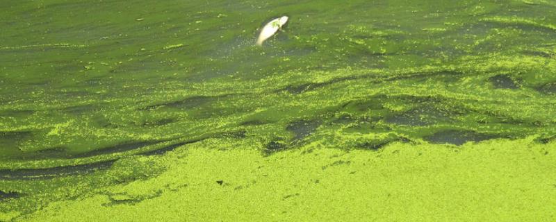 鱼池蓝藻怎么处理，是如何形成的 鱼池蓝藻怎么处理,是如何形成的呢