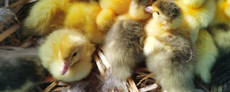 鸭蛋怎么孵出小鸭，孵化温度是多少 鸭蛋怎么孵出小鸭,孵化温度是多少度