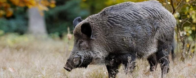 中国野猪种类，野猪和家猪有区别吗 野猪和家猪是一个品种吗