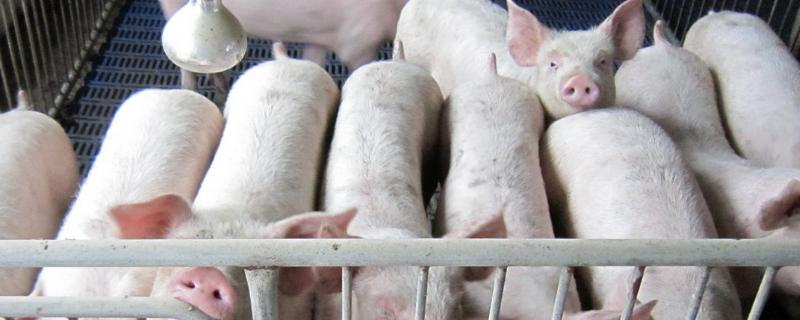 长白跟杜洛克杂交出来啥品种，长白猪是哪个国家的猪种