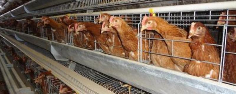 养鸡的鸡笼有几种，鸡笼消毒方法 鸡笼子用什么消毒好