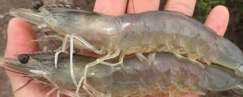 虾塘纤毛虫怎么根治，附病症和原因 池塘纤毛虫
