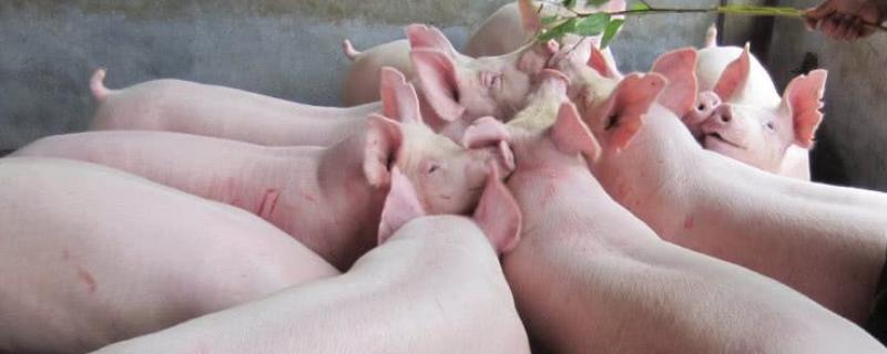 猪怎么喂才长得快，猪饲料如何配置 猪怎样喂饲料长得快