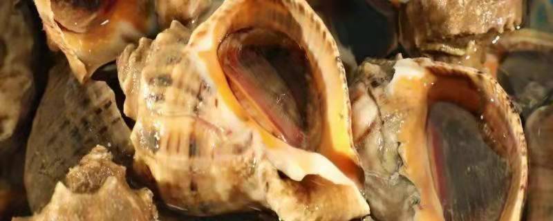 海螺怎么养，海螺是贝壳的一种吗（海螺怎么养,海螺是贝壳的一种吗）