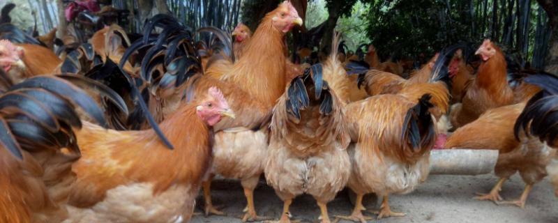 鸡的常见病与治疗方法 鸡的疾病预防与治疗