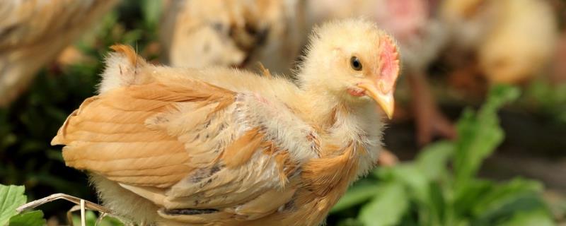 小鸡可以吃什么食物，不可以吃什么 小鸡可以吃什么食物,不可以吃什么东西