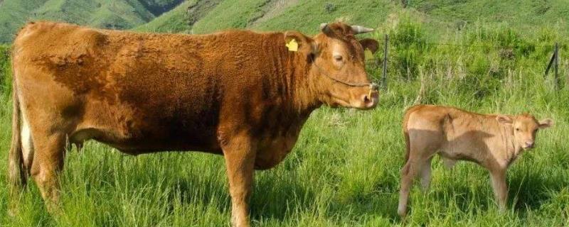 牛回草是什么，牛回草多少次正常 牛回草的时候白沐多什么原因?