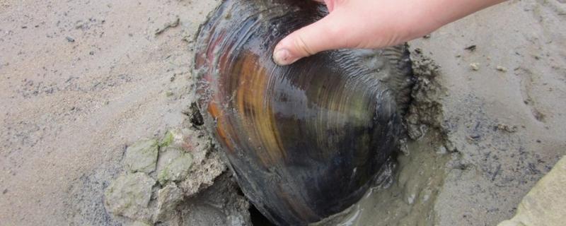 河蚌的种类，在自来水中能活多久 河蚌在水里能活多久