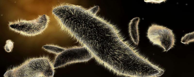 草履虫的生殖方式，属于什么动物 草履虫的生殖方式是什么