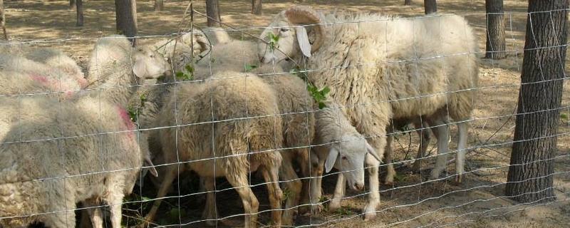羊圈护栏上下尺寸，羊圈用什么消毒 羊圈护栏多高尺寸合理