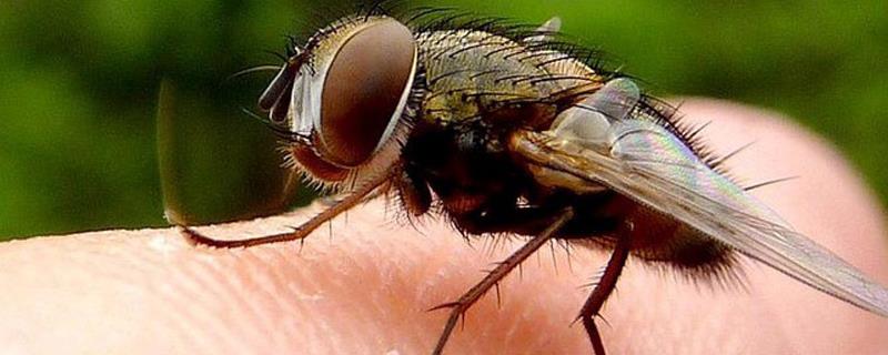 苍蝇繁殖周期，繁殖能力强吗 苍蝇繁殖能力有多强