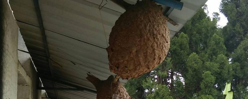 胡蜂人工诱导筑巢方法，胡蜂人工饲料配制