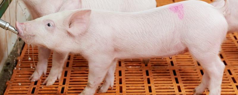 猪咳喘严重用什么药，5号病猪能治吗 猪咳喘病的治疗方法