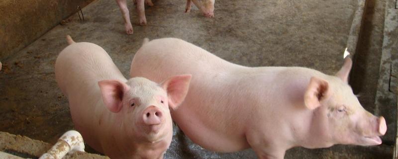 养猪料肉比一般是多少，猪料肉比高是什么原因