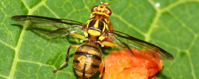 针蜂怎么防治，针蜂是什么害虫 针蜂如何防治