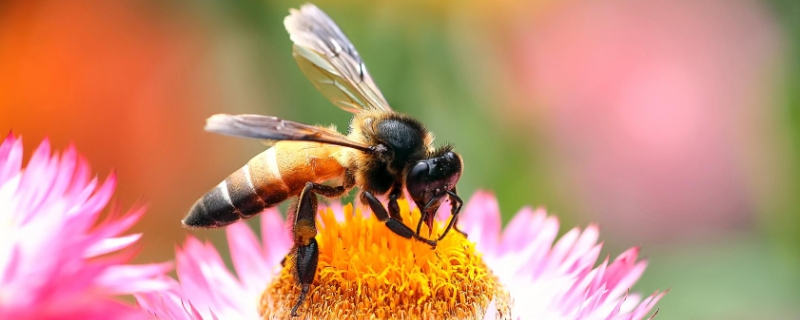蜜蜂过箱技术要点， 蜜蜂过箱技术要点有哪些
